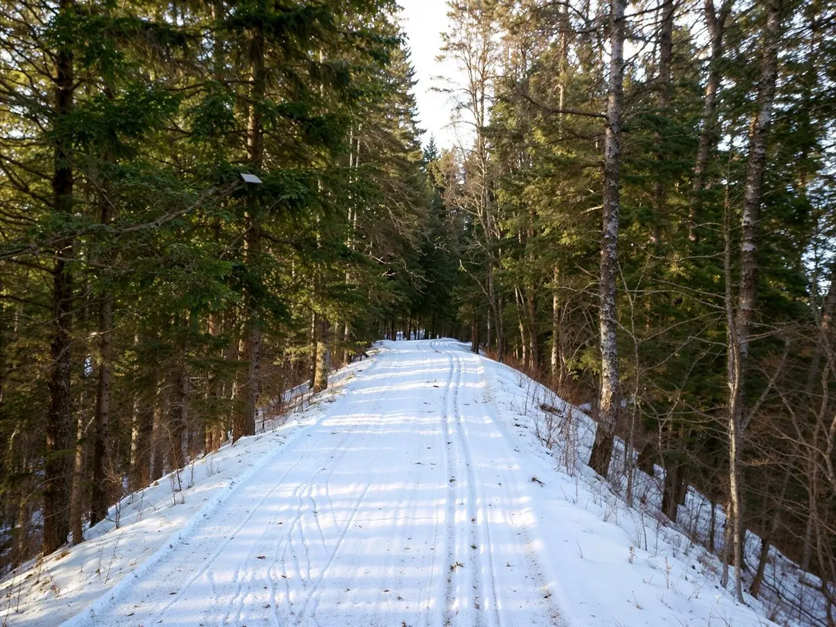 Suusarada lumises männimetsas