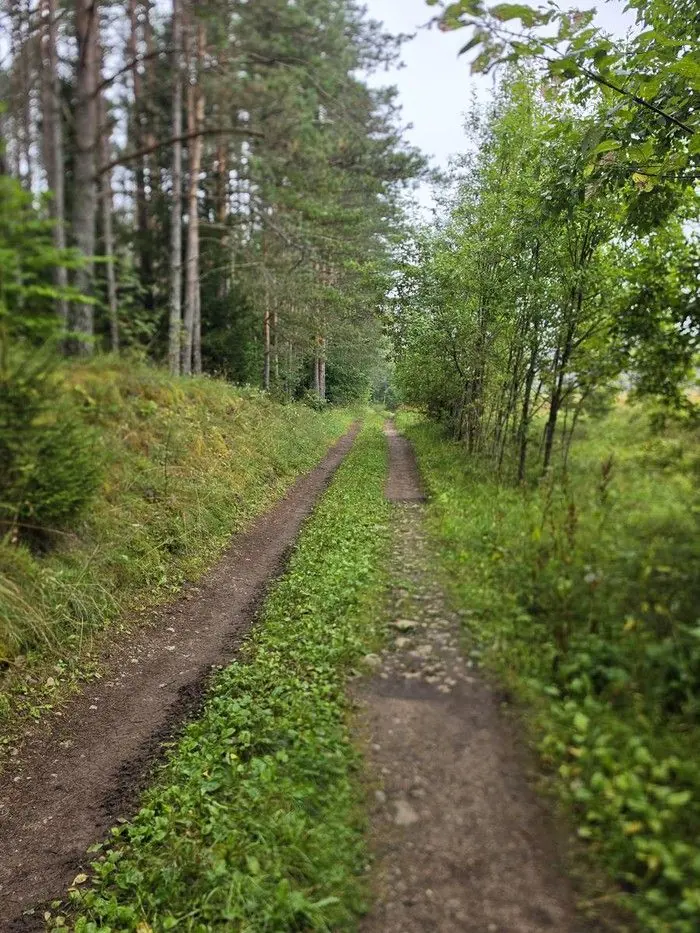 Kahe roopaga metsatee oosil