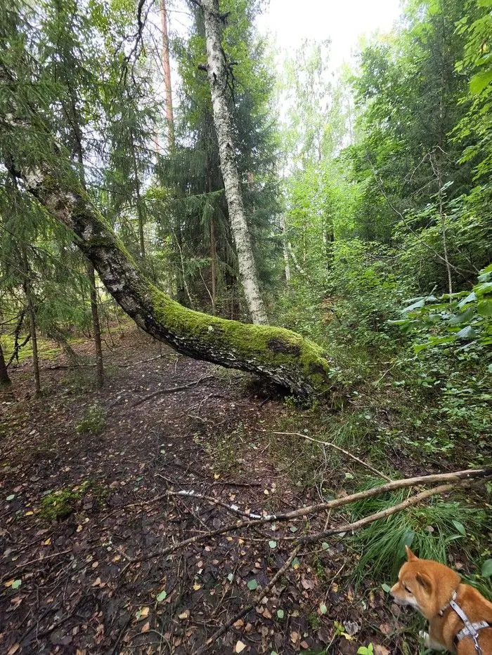 Samblane kõver puutüvi metsas