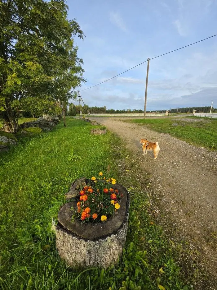 Retke algus Pala teel, teeserval lillekast ja Õnnela koer