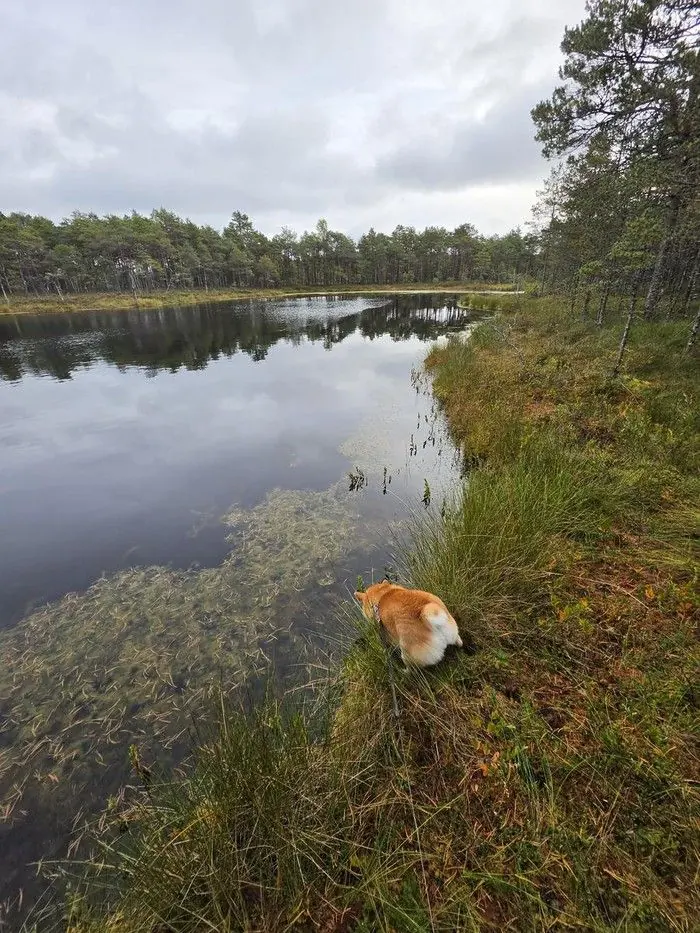Saarekestega laugas, kaldal koer