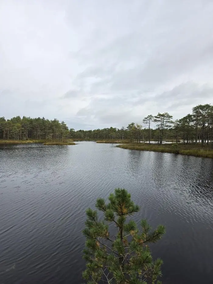 Suur rabalaugas keset Ohepalu kõrgsood, esiplaanil noor mänd